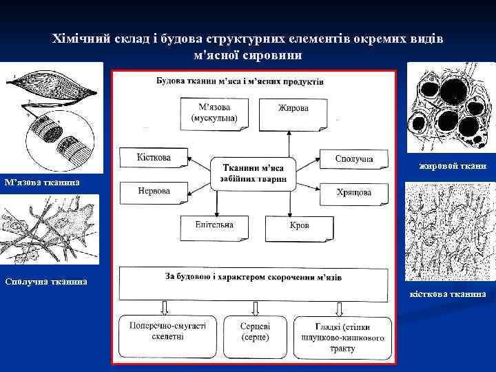 Хімічний склад і будова структурних елементів окремих видів м'ясної сировини жировой ткани М’язова тканина