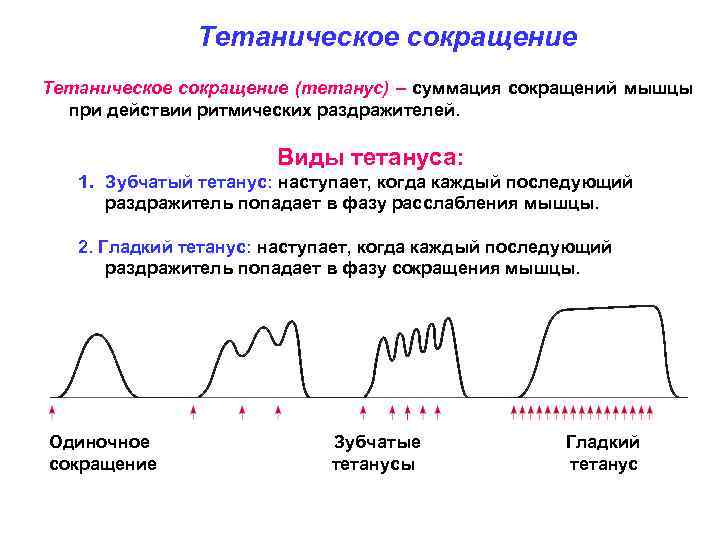 Датчики сокращения мышц