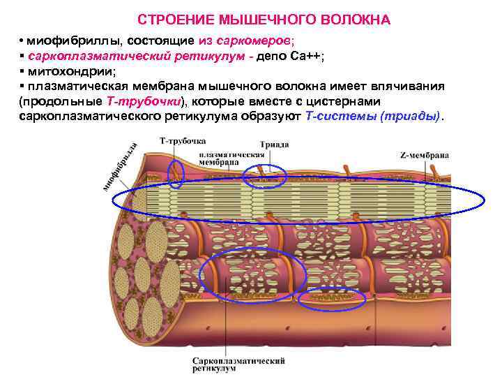 Схема саркомера миофибриллы мышечного волокна