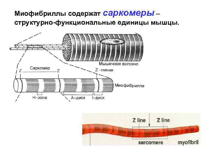 Структурная единица мышечной ткани. Функциональная единица миофибриллы. Структурно функциональная единица мифиобрилл. Структурно-функциональная единица миофибриллы. Структурная единица миофибриллы.