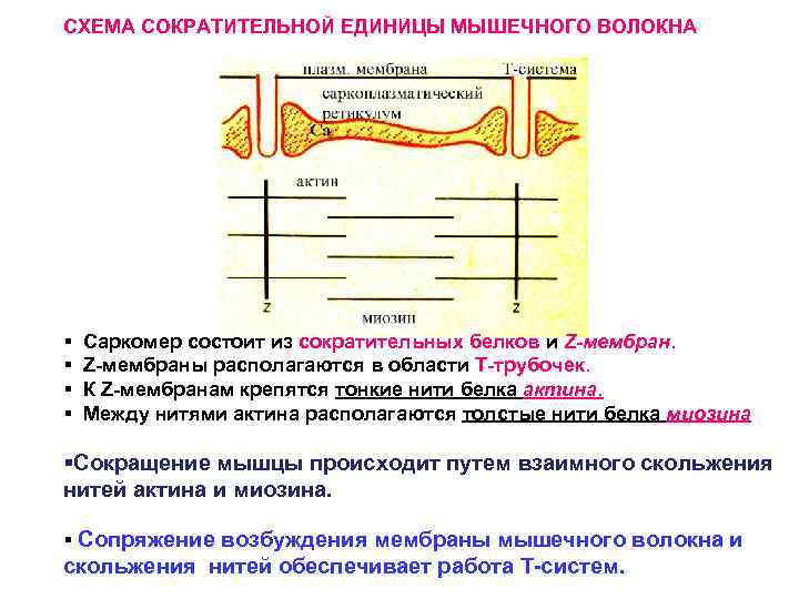 Работа мышц физиология