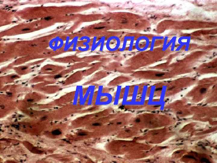 ФИЗИОЛОГИЯ МЫШЦ 
