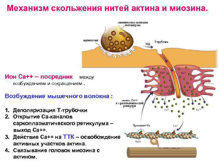 Волокна актина и миозина