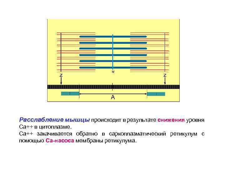 Расслабление мышцы происходит в результате снижения уровня Са++ в цитоплазме. Са++ закачивается обратно в