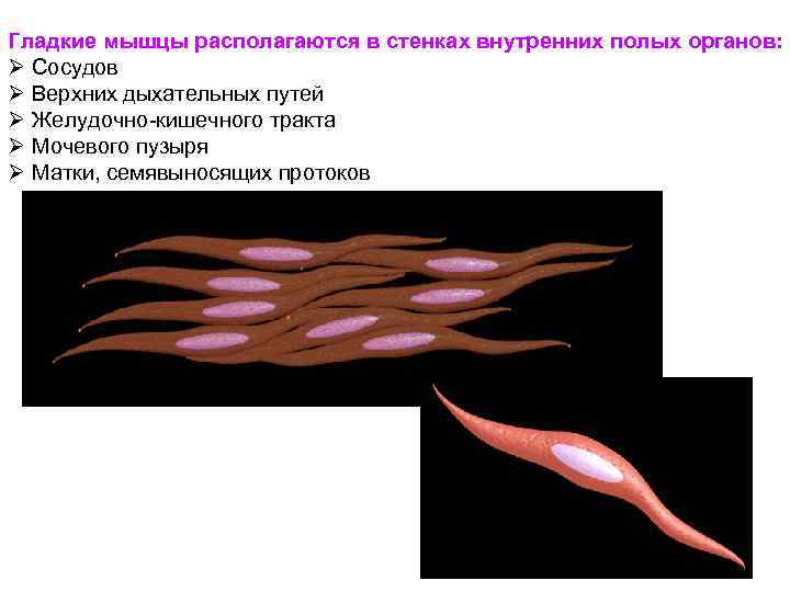 Гладкие мышцы располагаются в стенках внутренних полых органов: Ø Сосудов Ø Верхних дыхательных путей