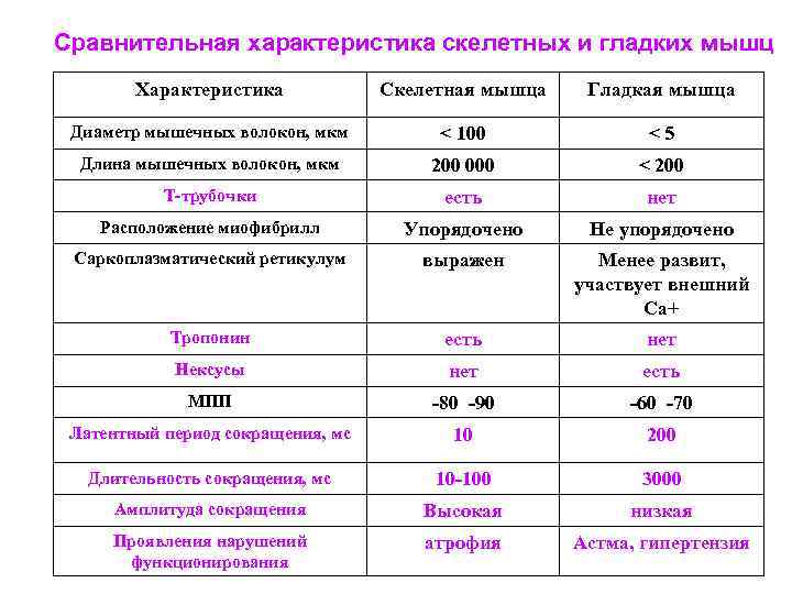Сравнительная характеристика скелетных и гладких мышц Характеристика Скелетная мышца Гладкая мышца Диаметр мышечных волокон,