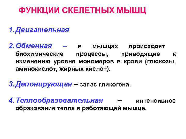 ФУНКЦИИ СКЕЛЕТНЫХ МЫШЦ 1. Двигательная 2. Обменная – в мышцах происходят биохимические процессы, приводящие
