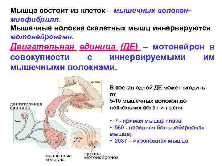 Работа мышц физиология