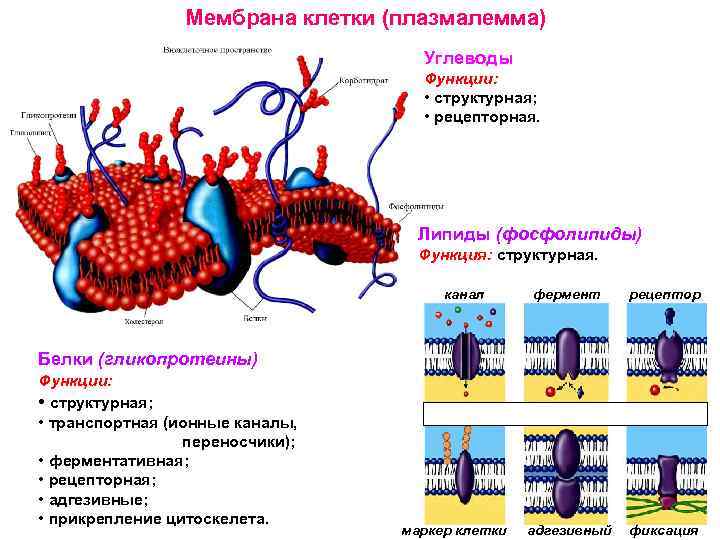 Углеводы в мембране