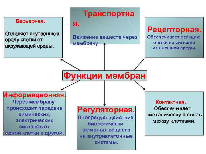 Транспортна Барьерная. Отделяет внутреннюю среду клетки от окружающей среды. Движение веществ через мембрану. Рецепторная.