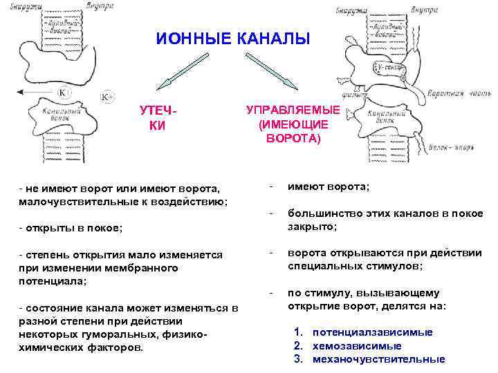 ИОННЫЕ КАНАЛЫ УТЕЧКИ - не имеют ворот или имеют ворота, малочувствительные к воздействию; УПРАВЛЯЕМЫЕ