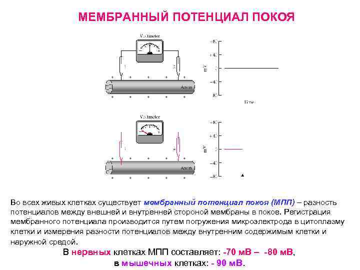 МЕМБРАННЫЙ ПОТЕНЦИАЛ ПОКОЯ Во всех живых клетках существует мембранный потенциал покоя (МПП) – разность