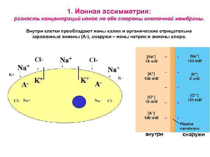 1. Ионная ассимметрия: разность концентраций ионов по обе стороны клеточной мембраны. Внутри клетки преобладают