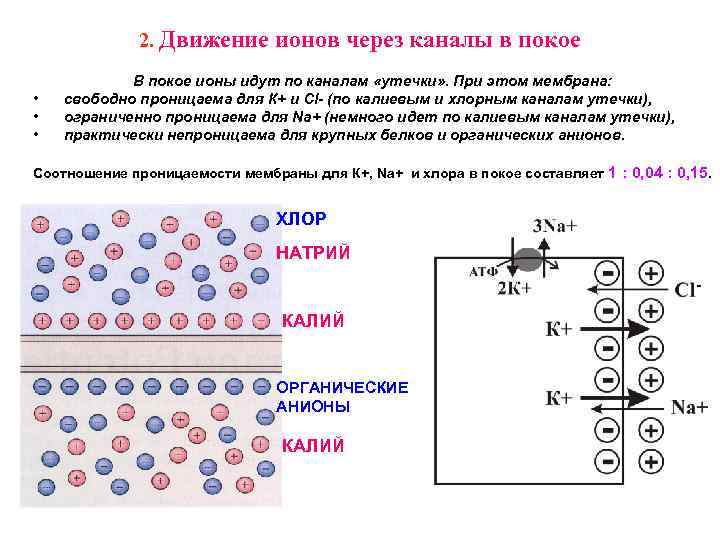 2. Движение • • • ионов через каналы в покое В покое ионы идут