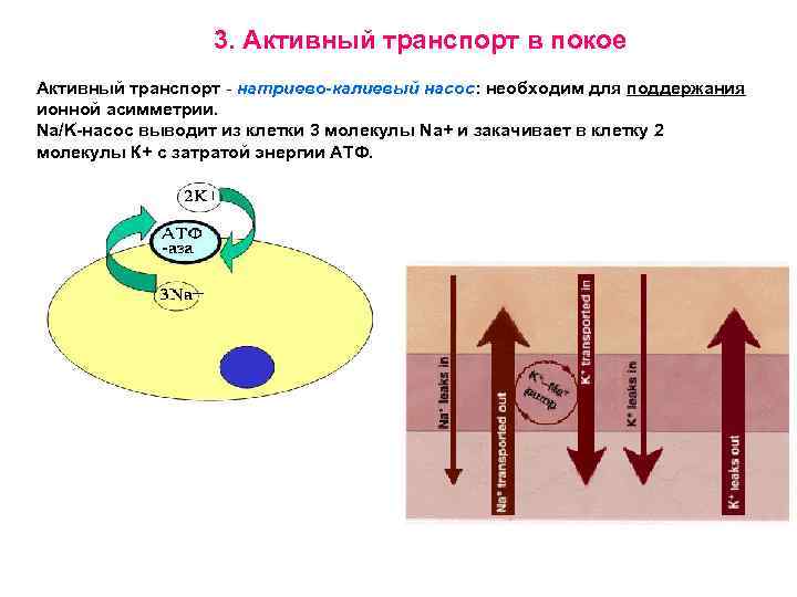 Активный транспорт насосы. Калиевый насос. Na k насос. Калиево натриевый насос. Насосы активного транспорта.