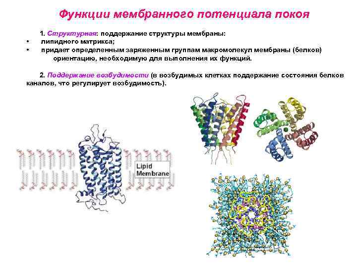Функции мембранного потенциала покоя • • 1. Структурная: поддержание структуры мембраны: липидного матрикса; придает