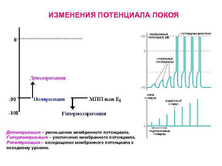 ИЗМЕНЕНИЯ ПОТЕНЦИАЛА ПОКОЯ Деполяризация – уменьшение мембранного потенциала. Гиперполяризация – увеличение мембранного потенциала. Реполяризация