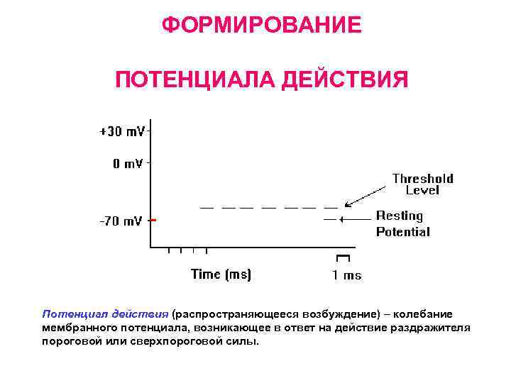 Создание потенциала. Формирование мембранного потенциала. Механизм формирования мембранного потенциала. Механизм формирования потенциала действия.