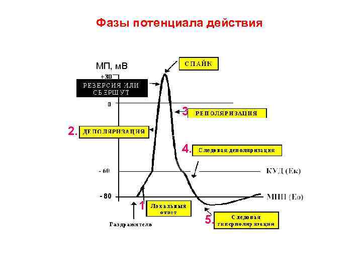 Фазы потенциала действия МП, м. В 3. 2. 4. - 80 1. 5. 