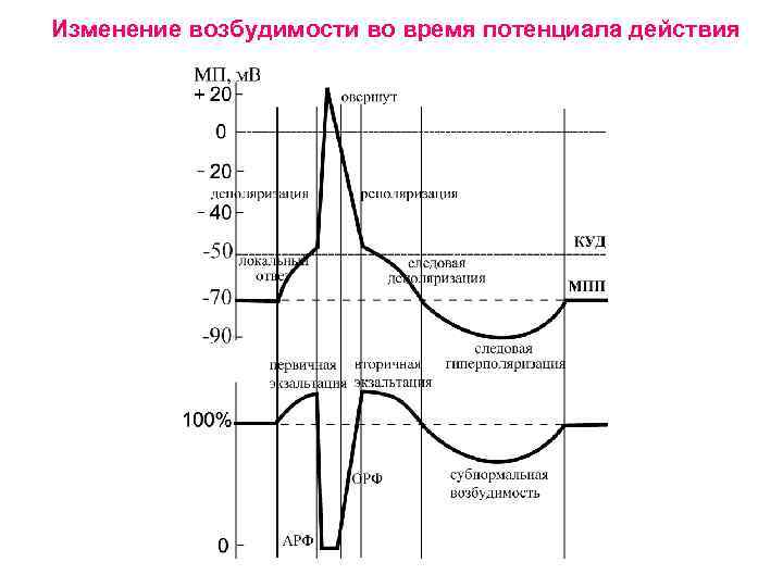 Изменение возбудимости во время потенциала действия 