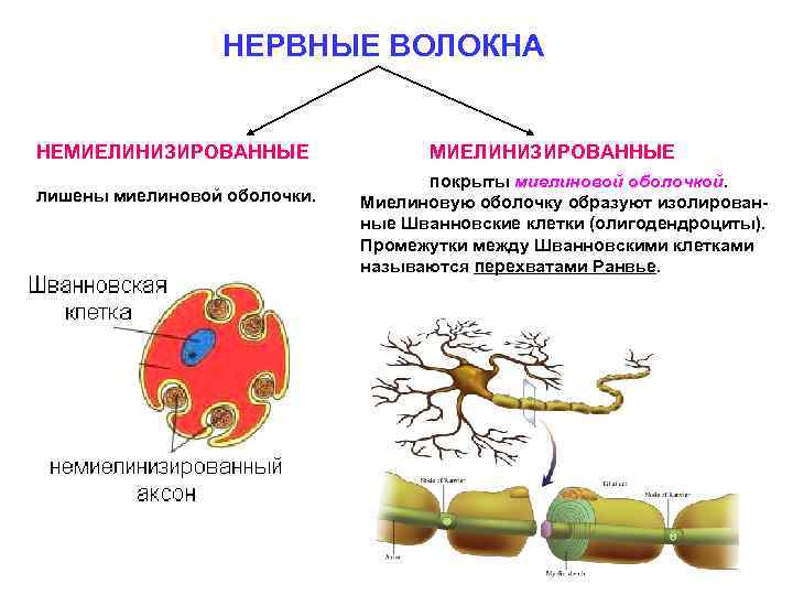 НЕРВНЫЕ ВОЛОКНА НЕМИЕЛИНИЗИРОВАННЫЕ лишены миелиновой оболочки. МИЕЛИНИЗИРОВАННЫЕ покрыты миелиновой оболочкой. Миелиновую оболочку образуют изолированные