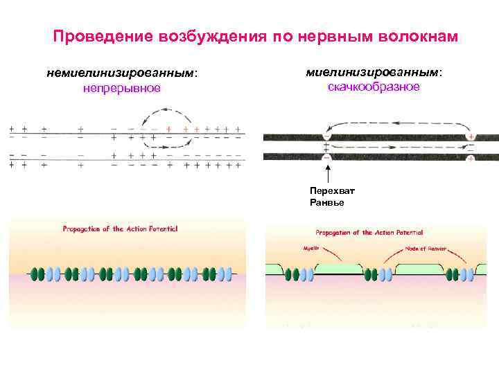 Проведение возбуждения по нервным волокнам немиелинизированным: непрерывное миелинизированным: скачкообразное Перехват Ранвье 
