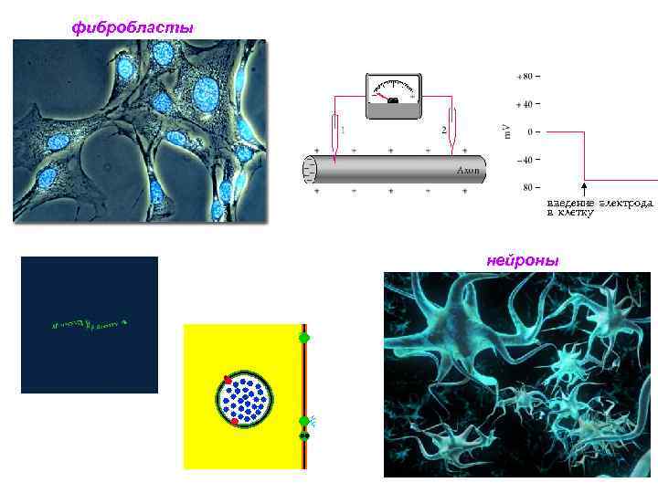 фибробласты нейроны 