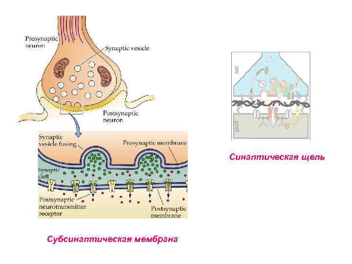 Синаптическая щель Субсинаптическая мембрана 