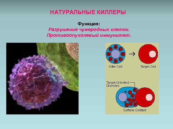 Естественные киллеры презентация