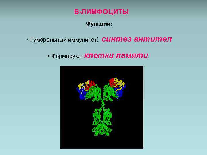 В-ЛИМФОЦИТЫ Функции: • Гуморальный иммунитет: синтез антител • Формируют клетки памяти. 