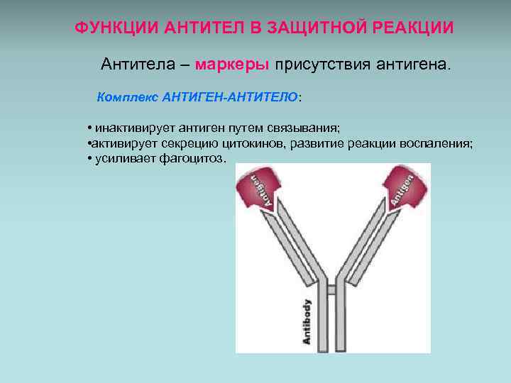 Антигены и антитела микробиология презентация