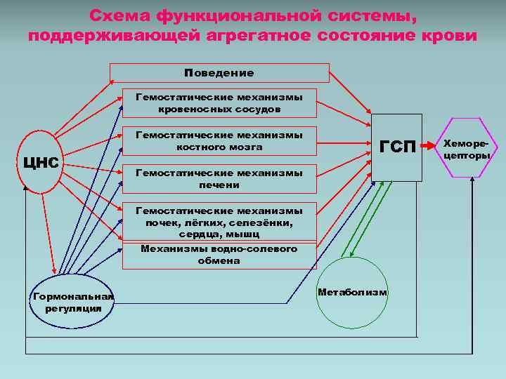 Нарисуйте схему функциональной системы регуляции минутного объема крови