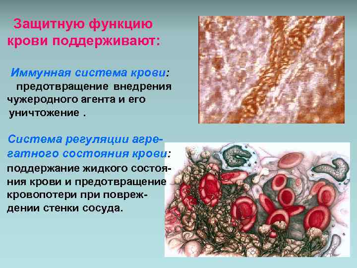 Защитную функцию крови поддерживают: Иммунная система крови: предотвращение внедрения чужеродного агента и его уничтожение.