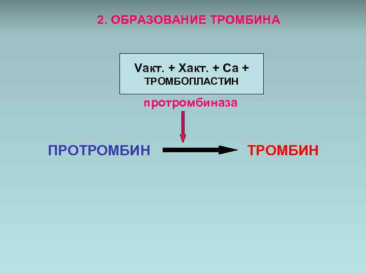 2. ОБРАЗОВАНИЕ ТРОМБИНА Vакт. + Xакт. + Ca + ТРОМБОПЛАСТИН протромбиназа ПРОТРОМБИН 