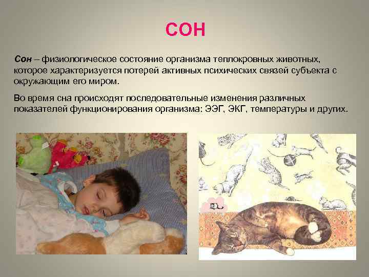 СОН Сон – физиологическое состояние организма теплокровных животных, которое характеризуется потерей активных психических связей