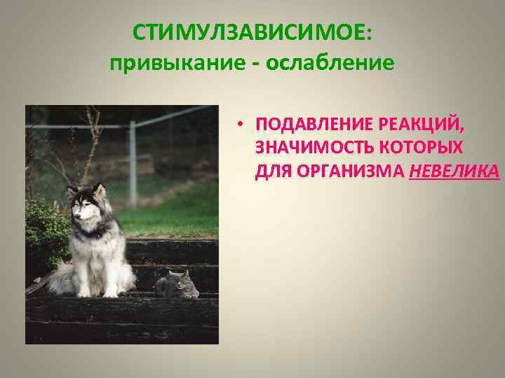 СТИМУЛЗАВИСИМОЕ: привыкание - ослабление • ПОДАВЛЕНИЕ РЕАКЦИЙ, ЗНАЧИМОСТЬ КОТОРЫХ ДЛЯ ОРГАНИЗМА НЕВЕЛИКА 