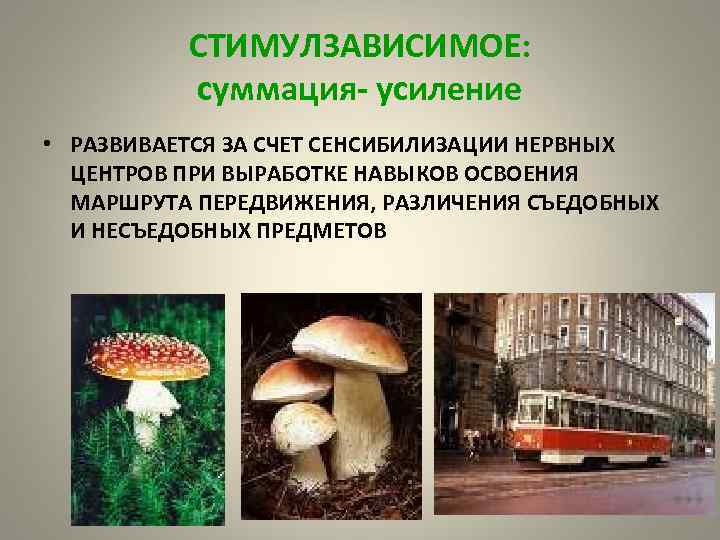 СТИМУЛЗАВИСИМОЕ: суммация- усиление • РАЗВИВАЕТСЯ ЗА СЧЕТ СЕНСИБИЛИЗАЦИИ НЕРВНЫХ ЦЕНТРОВ ПРИ ВЫРАБОТКЕ НАВЫКОВ ОСВОЕНИЯ