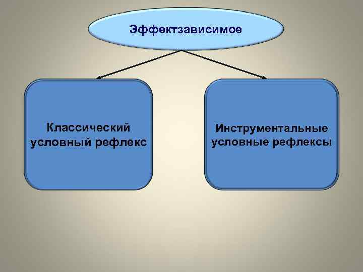 Эффектзависимое Классический условный рефлекс Инструментальные условные рефлексы 