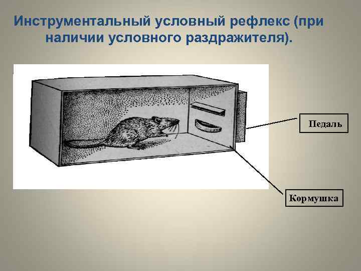 Условные рефлексы у рыб