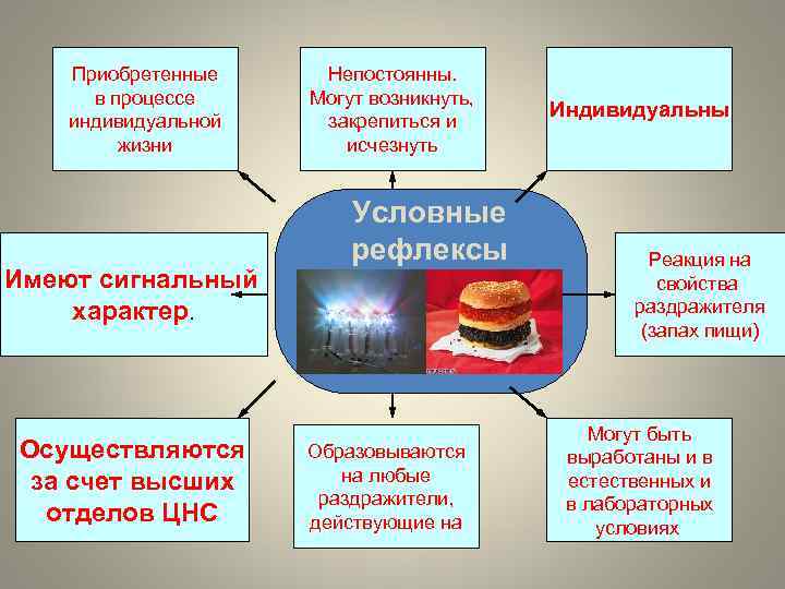 Приобретенные в процессе индивидуальной жизни Имеют сигнальный характер. Осуществляются за счет высших отделов ЦНС