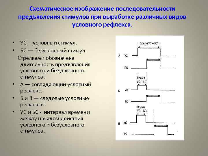 Условный стимул. Схематичное изображение последовательности. Условный и безусловный стимул. Безусловный стимул пример. Схематическое изображение последовательности образования.