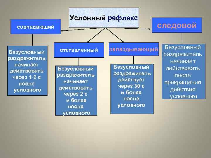 Условный рефлекс совпадающий Безусловный раздражитель начинает действовать через 1 -2 с после условного отставленный