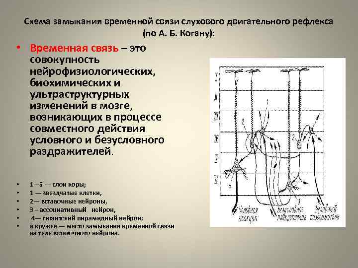 Временной связи. Схема механизмы замыкания временных связей. Механизмы замыкания временной связи физиология схема. Условия, необходимые для замыкания временной связи.. Гипотезы о механизме замыкания временной связи.