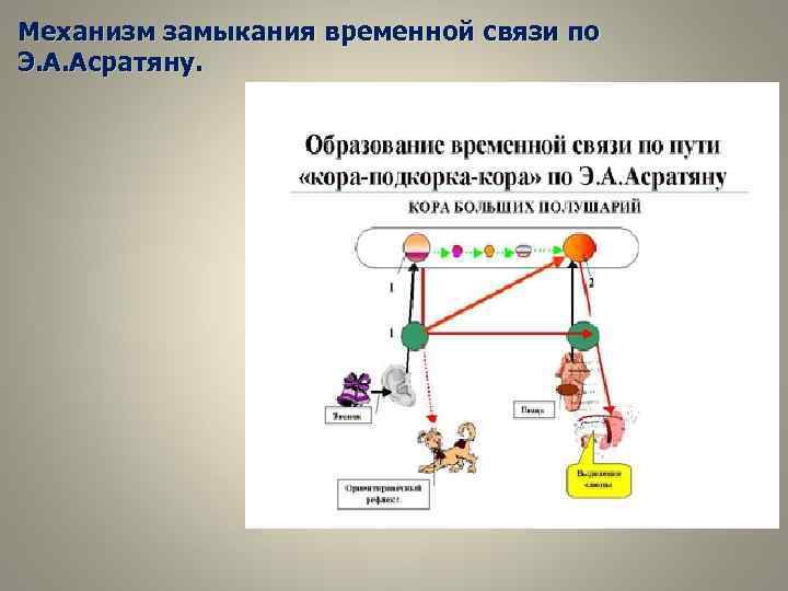 Механизм замыкания временной связи по Э. А. Асратяну. 