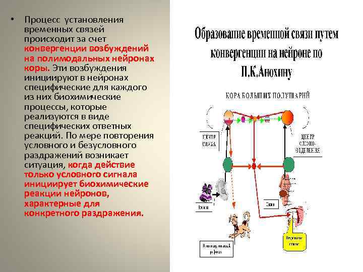  • Процесс установления временных связей происходит за счет конвергенции возбуждений на полимодальных нейронах