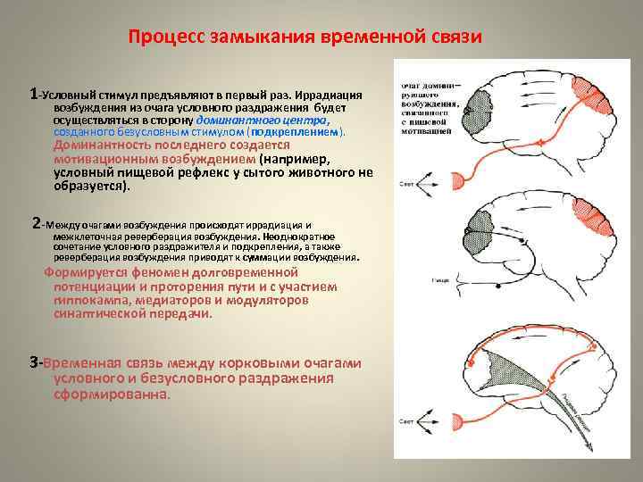 Процесс замыкания временной связи 1 -Условный стимул предъявляют в первый раз. Иррадиация возбуждения из