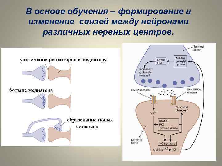 Смена связи. Формирование нейронных связей. Формирование новых нейронных связей. Образование связей между нейронами. Взаимодействие нейронов в нервных центрах.