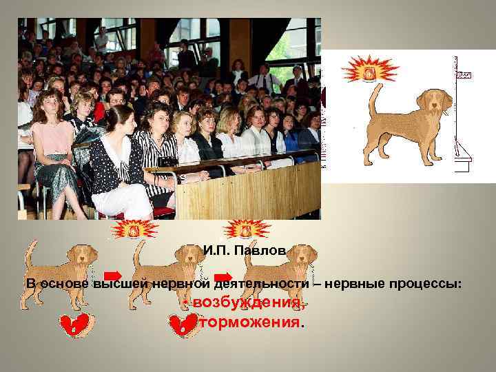 И. П. Павлов В основе высшей нервной деятельности – нервные процессы: • возбуждения, •