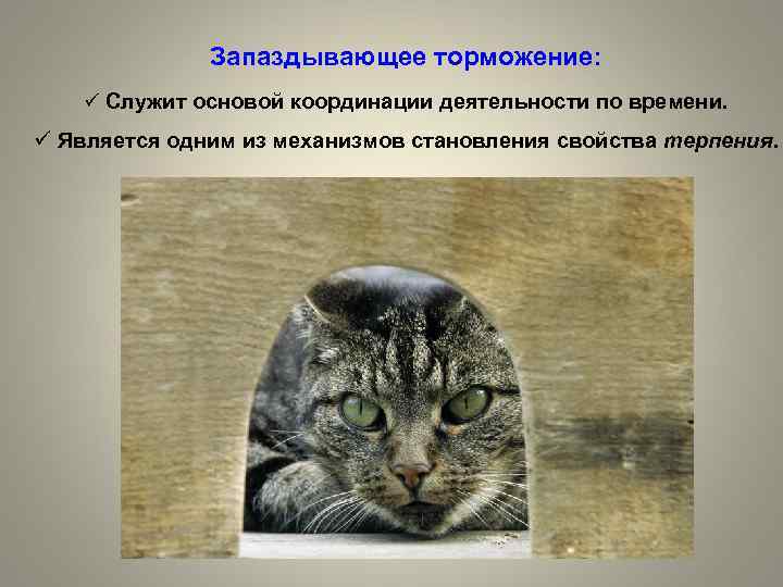Запаздывающее торможение: ü Служит основой координации деятельности по времени. ü Является одним из механизмов