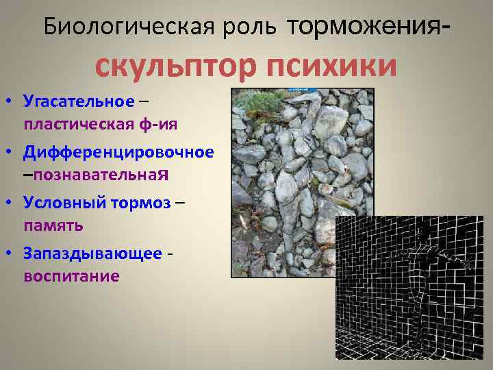 Биологическая роль торможения- скульптор психики • Угасательное – пластическая ф-ия • Дифференцировочное –познавательная •
